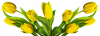 tulip-3059492_640.png